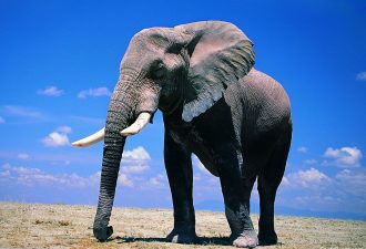 Зороастрийский знак зодиака Слон