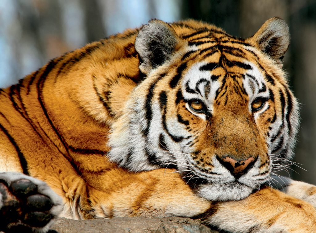 Деревянный Тигр