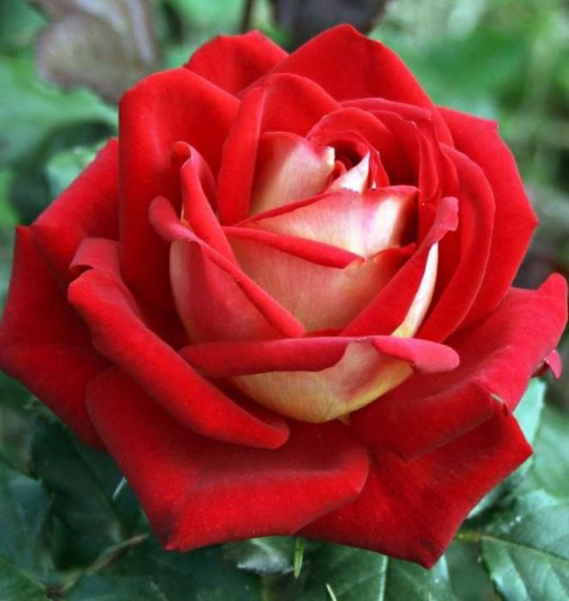 цветок роза