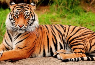 Тигр во сне