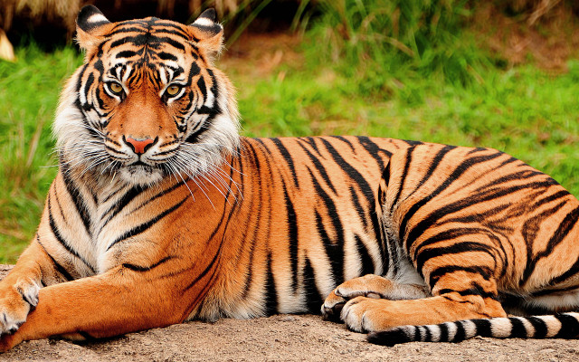 Тигр во сне