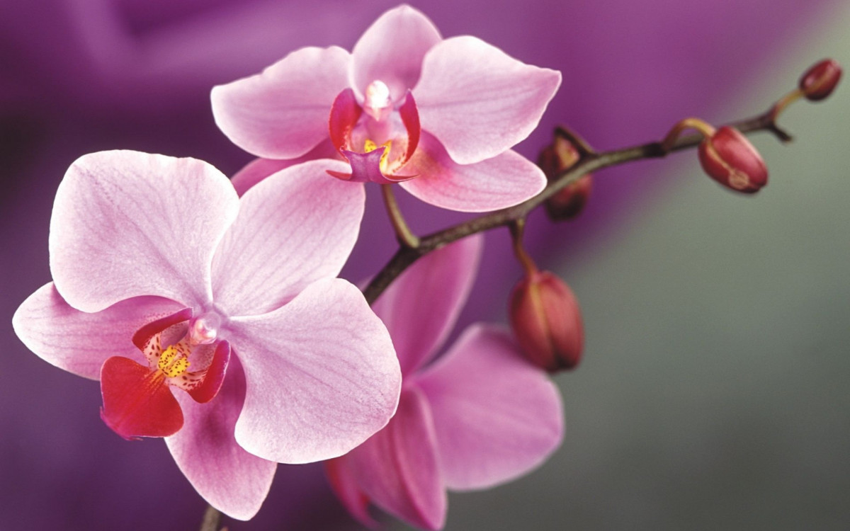 Знак Орхидея